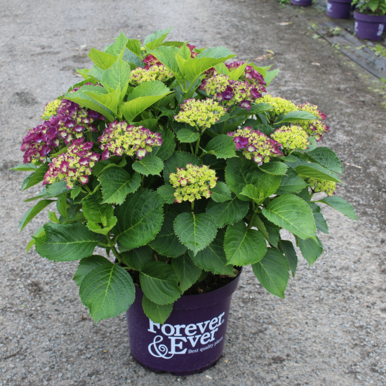 Hortensia 'Forever and ever purple'