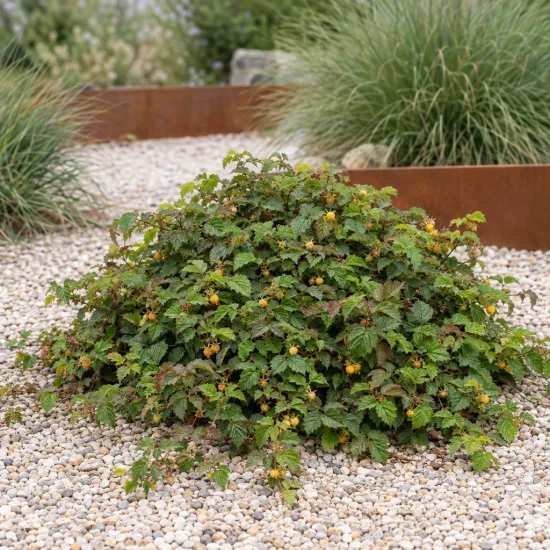 Framboisier rampant de taïwan (Rubus hayata-koidzumii) — arbuste couvre-sol avec petits fruits jaunes en massif · Photo d'illustration