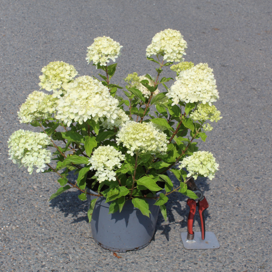 Hortensia paniculé 'Little lime'