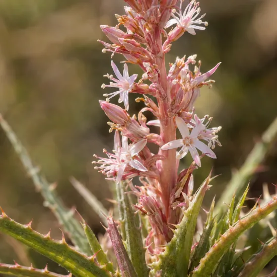 Orchidée (Hechtia nuusaviorum) — grappe florale dressée entourée de feuilles épineuses · Photo d'illustration