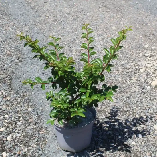 Lilas des indes 'Bergerac' (Lagerstroemia indica) — Pot 3L