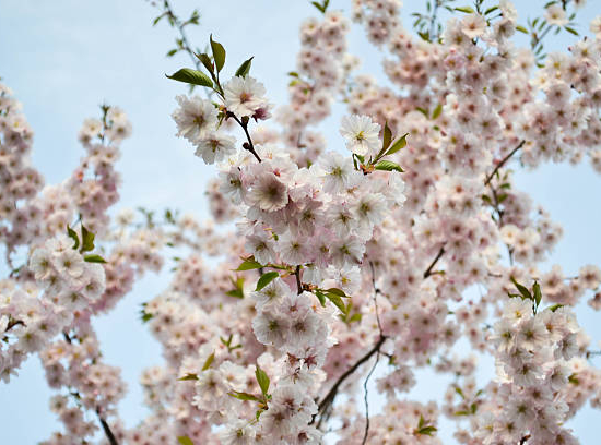 Cerisier du japon 'Amanogawa'