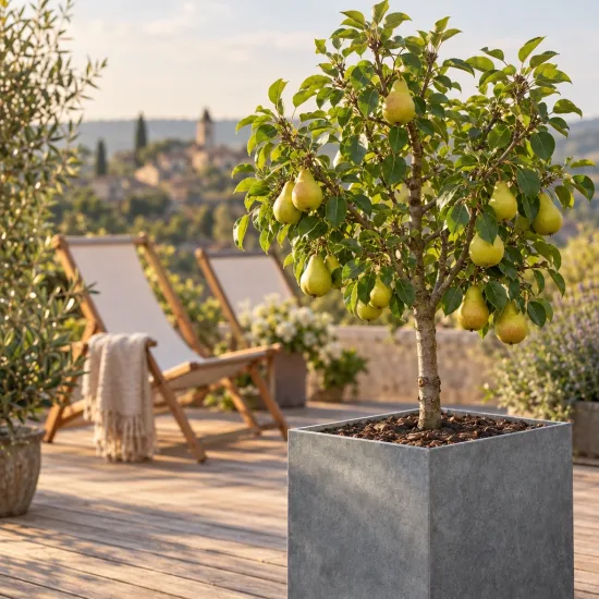 Poirier 'Belle hélène' (Pyrus communis) — petit arbre fruitier en bac sur terrasse · Photo d'illustration