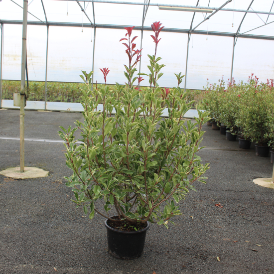 Photinia 'Pink marble cassini'