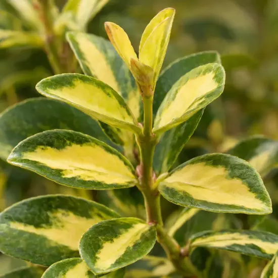Fusain du japon 'Aureus' (Euonymus japonicus) — feuillage vert bordé de larges zones jaunes