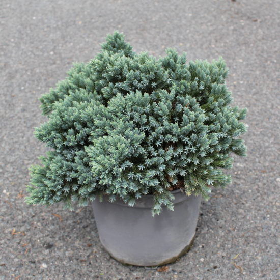 Genévrier écailleux 'Blue star'