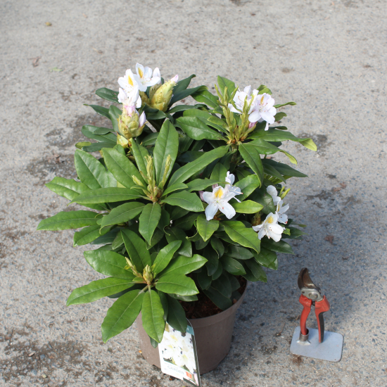 Rhododendron 'Mme masson blanc'
