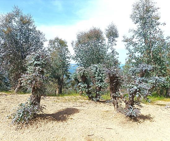 Gommier à petites feuilles