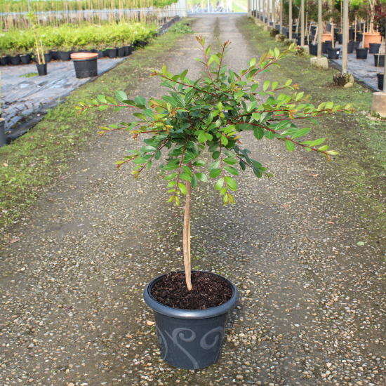 Lilas des indes 'Cordon bleu'
