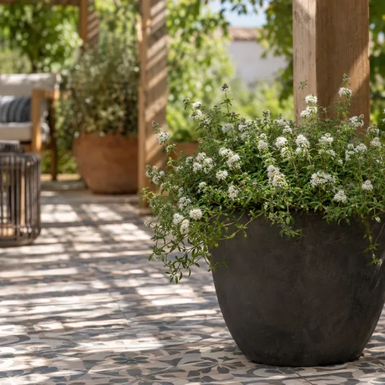 Menthe des cerfs 'Alba' (Mentha cervina) — plante fleurie en pot sur terrasse carrelée · Photo d'illustration