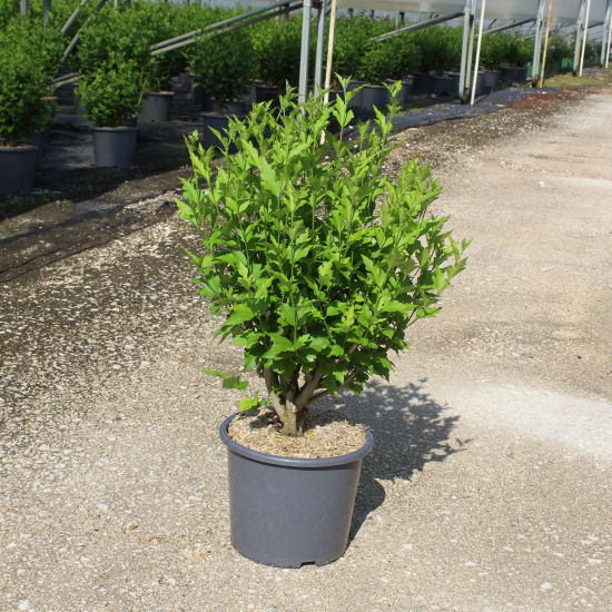 Althéa 'Lavender chiffon'