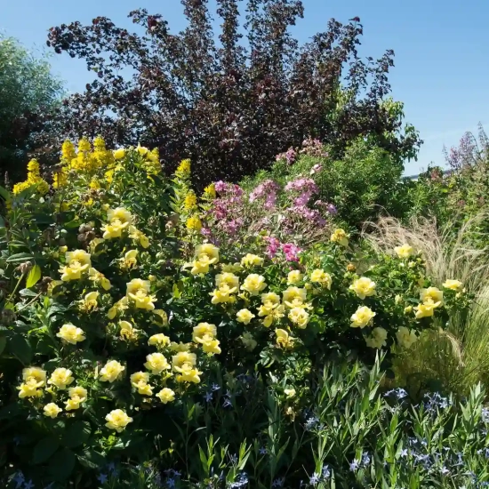Rosier 'Suneva jaune '