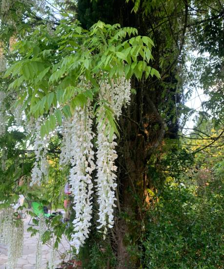 Glycine du Japon 'alba'