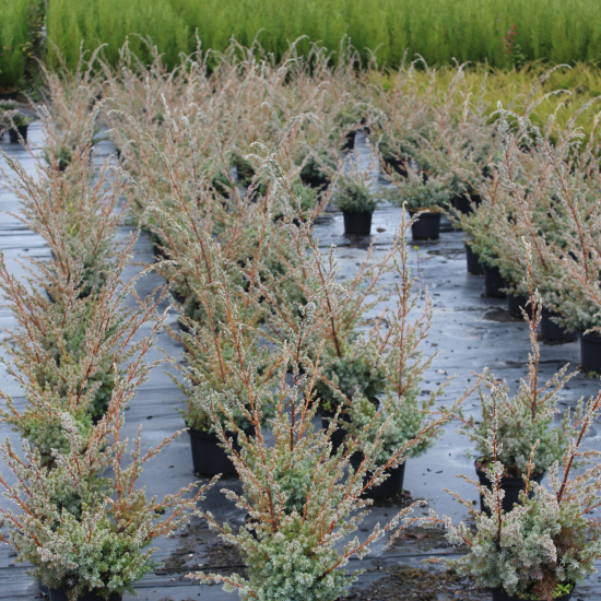 Genévrier de chine 'Blue alps'