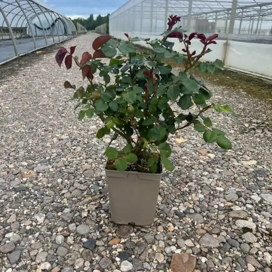 Rosier 'La rose de molinard '
