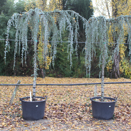 Cèdre pleureur bleu de l'atlas 'Glauca pendula'