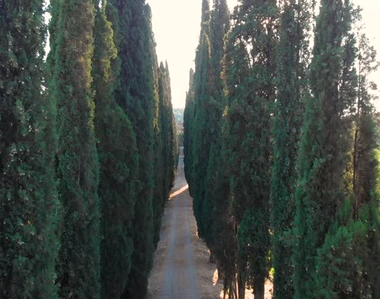 Cyprès 'Stricta'