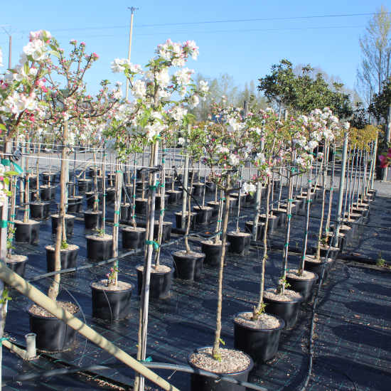 Pommier evereste 'Evereste'