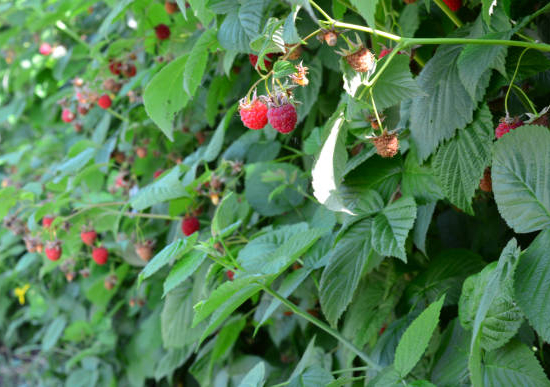 Framboisier 'Autumn first'