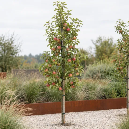 Pommier 'M9' (Malus domestica) — jeune arbre fruitier tuteuré dans massif minéral · Photo d'illustration