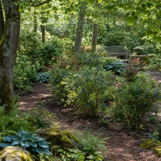 Myrtillier 'Legacy' (Vaccinium corymbosum) — massif d'arbustes fruitiers le long d'un sentier · Photo d'illustration