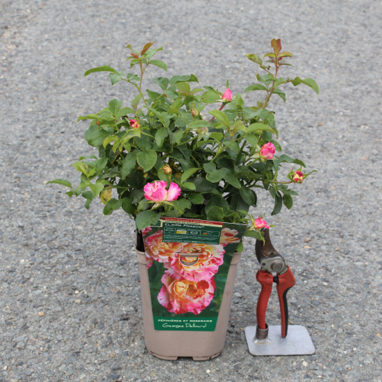 Rosier 'Camille pissarro'