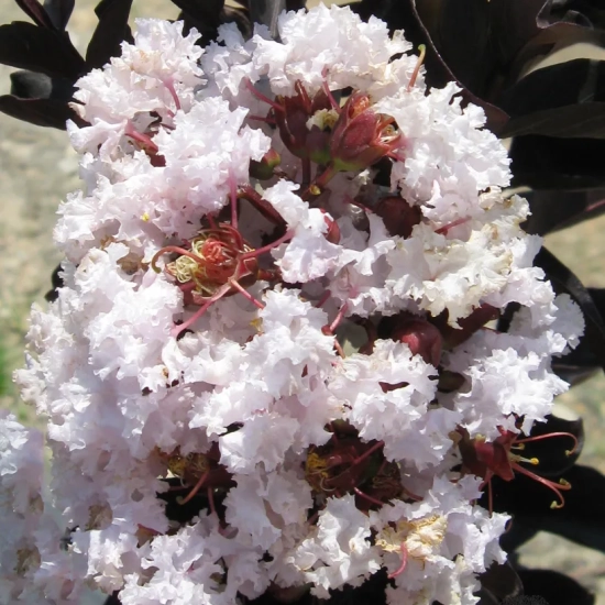 Lilas des indes 'Blush'