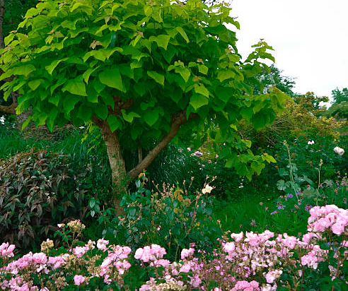 Catalpa commun 'Nana bungei '
