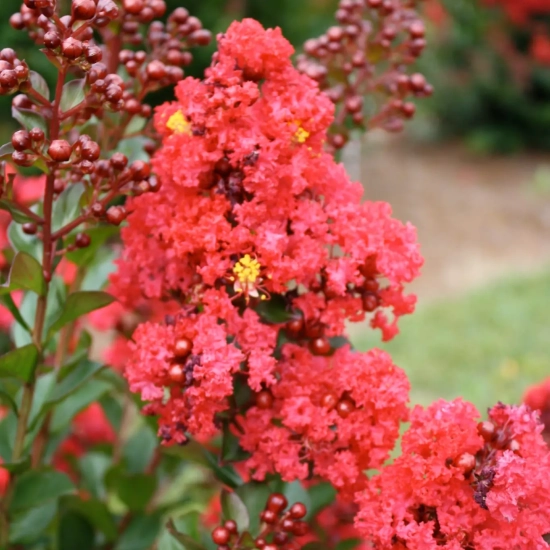 Lilas des indes 'Red magic'