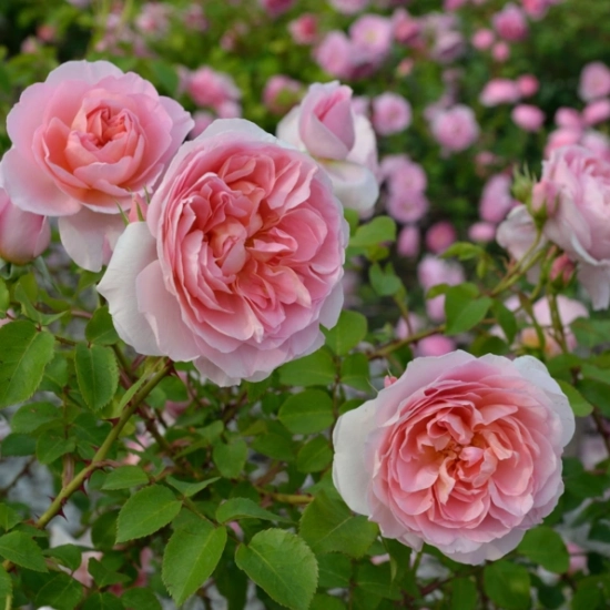 Rosier 'Dame de chenonceau '