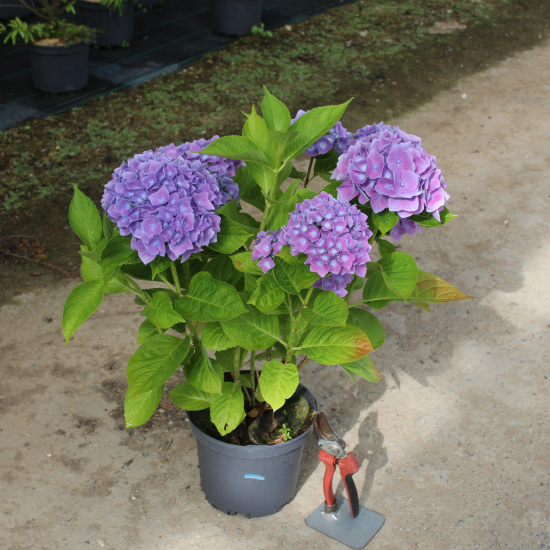 Hortensia 'Renate steiniger bleu'