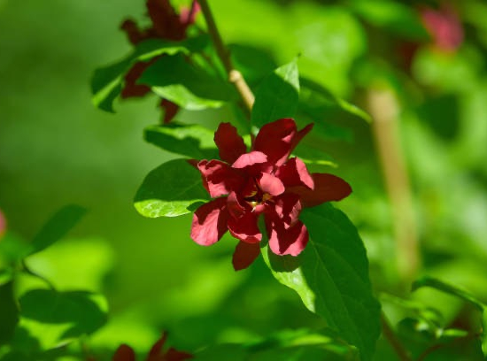 CALYCANTHUS raulstonii Hartlage wine