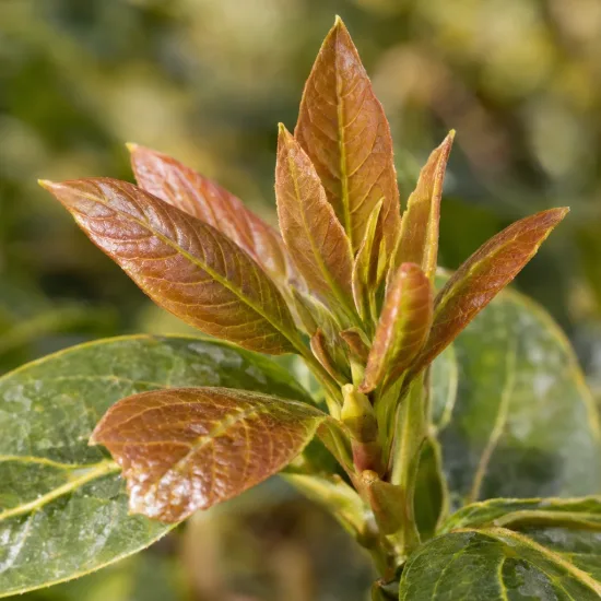 Avocatier race antillaise 'Degania' (Persea americana) — jeunes pousses colorées sur feuillage mature · Photo d'illustration