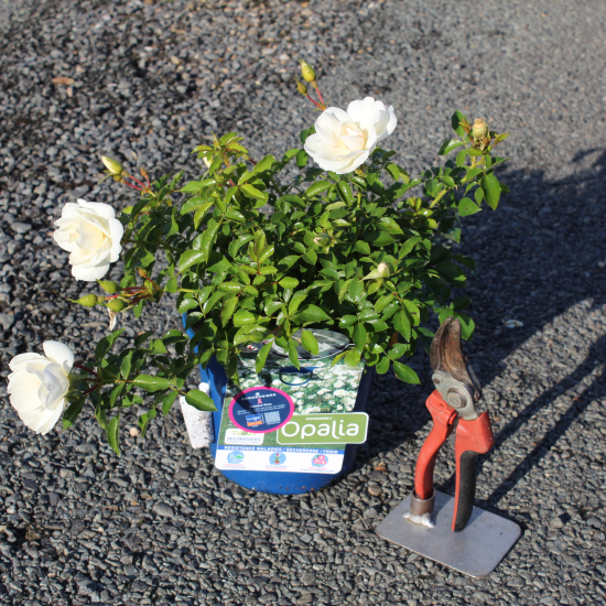 Rosier 'Opalia noaschnee '