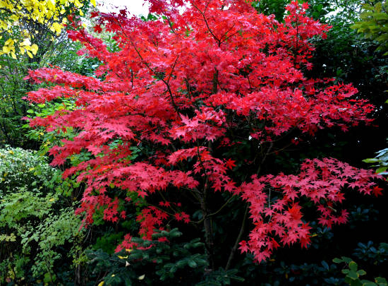 Érable du japon 'Bloodgood rouge'