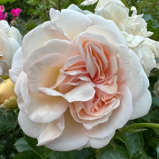 Rosier 'Amber voluptia '