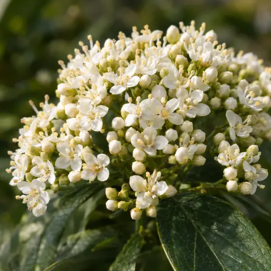 Viorne de david 'Yin' (Viburnum davidii) — grappe de petites fleurs blanches et boutons