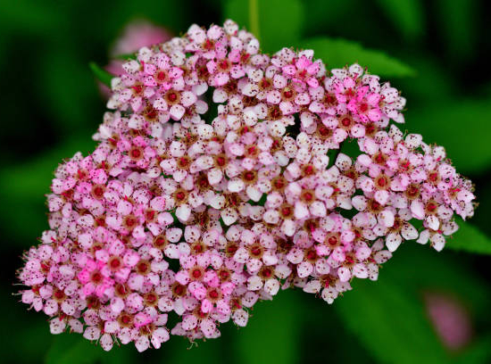 Spirée du japon 'Little princess'