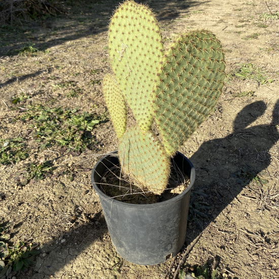 Opuntia  'Sheeri'