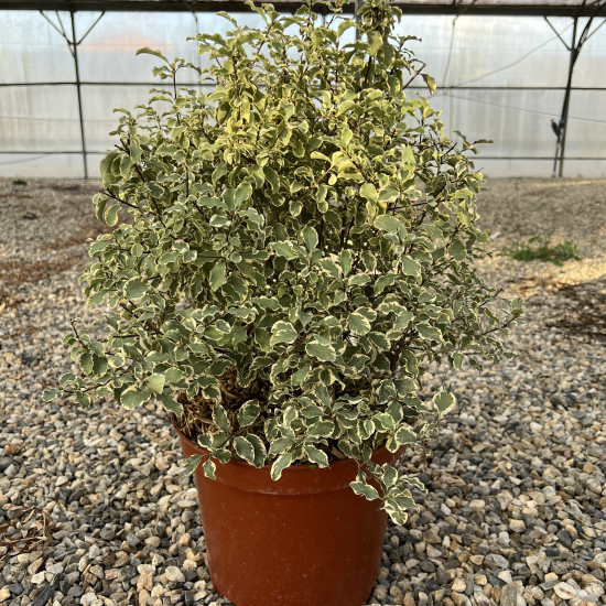 Pittospore 'Variegatum'