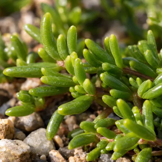 Pourpier vivace 'Dream' (Delosperma) — feuillage succulent vert en gros plan sur graviers · Photo d'illustration