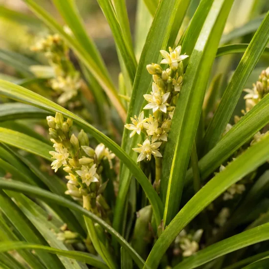 Lomandra 'Tanika' (Lomandra longifolia) — petites fleurs étoilées crème parmi de longues feuilles · Photo d'illustration