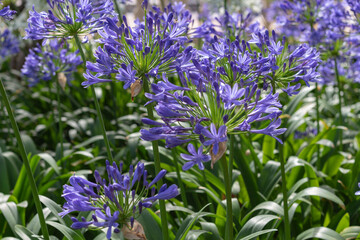 Agapanthe Africaine 'Bleu'