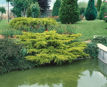Genévrier de pfitzer 'Pfitzeriana aurea'