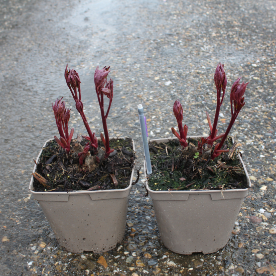 Pivoine 'Catharina fontyn rose tendre'