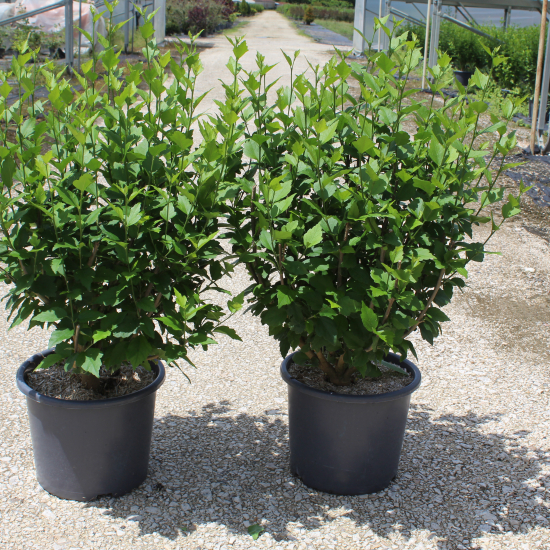 Althéa 'China chiffon'