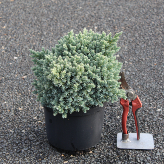 Genévrier écailleux 'Blue star'