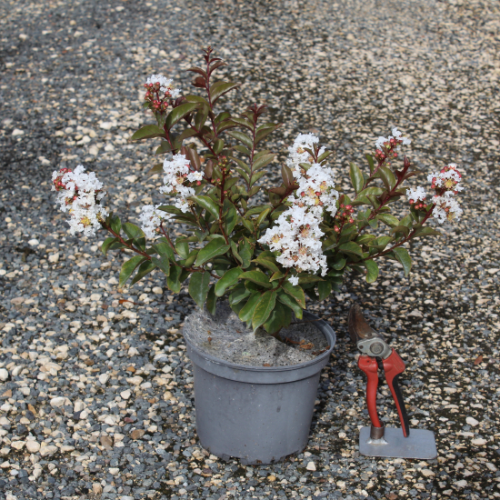 Lilas des indes 'Enduring white'