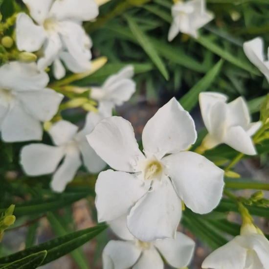 Laurier rose 'Etoile'