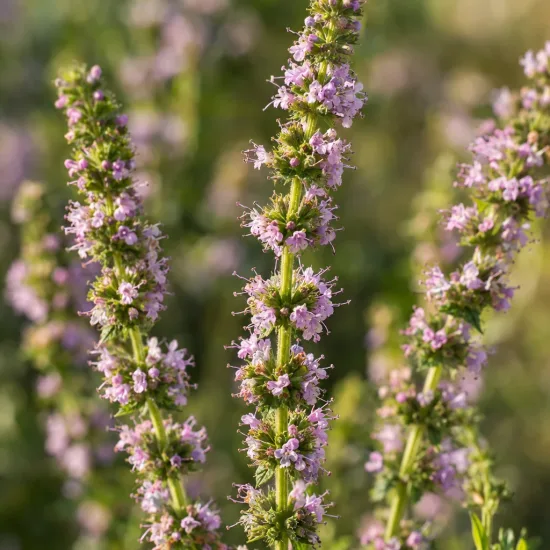 Menthe de gattefossé (Mentha gattefossei) — épis dressés de petites fleurs mauves · Photo d'illustration